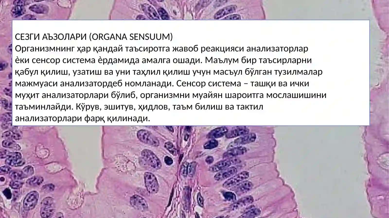 Sezgi аъзолари (Organa Sensuum) 2