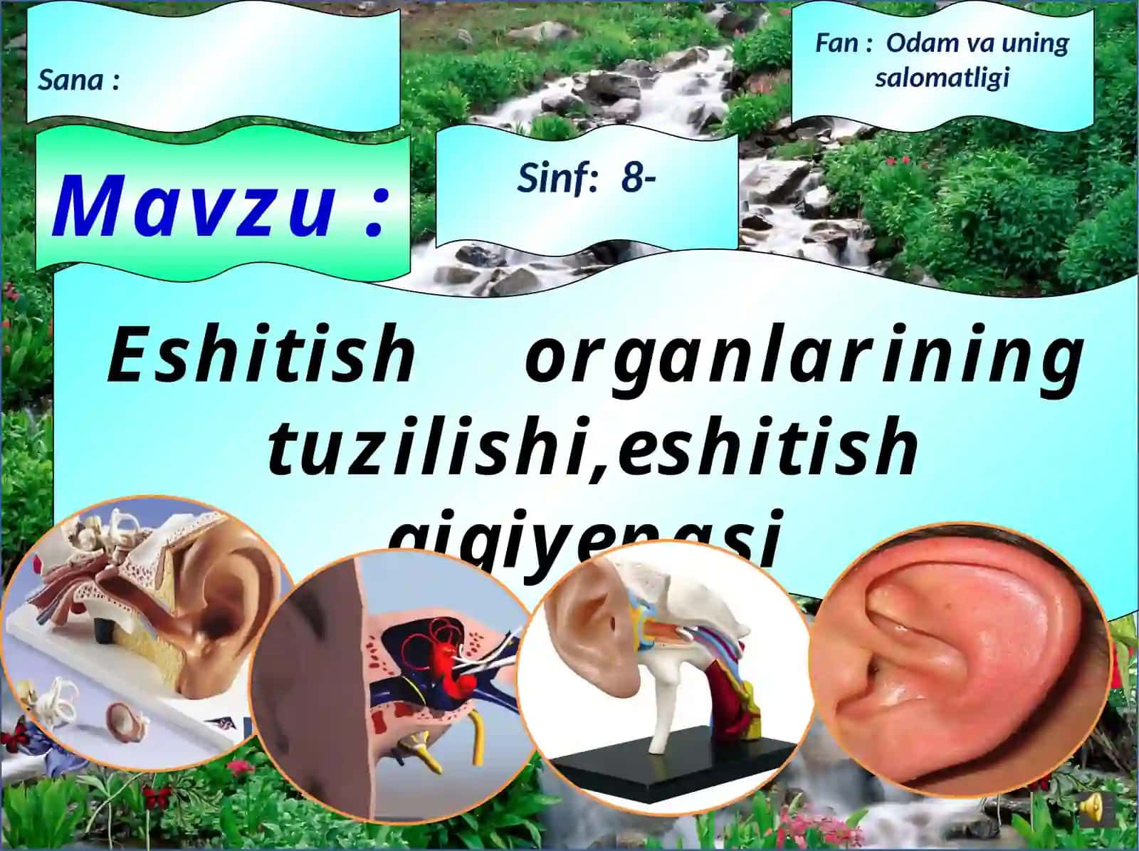 Eshitish Organlarining Tuzilishi (Mavzu) 2