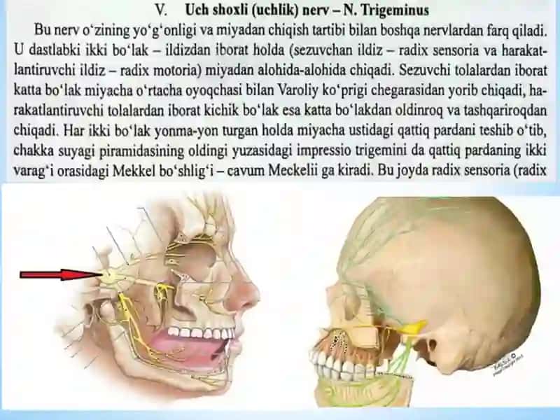 5-7-juft boshmiyanervlari 2