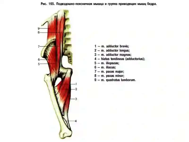 ANATOMIYA, KLINIK ANATOMIYA (OXTA) KAFEDRASI 2