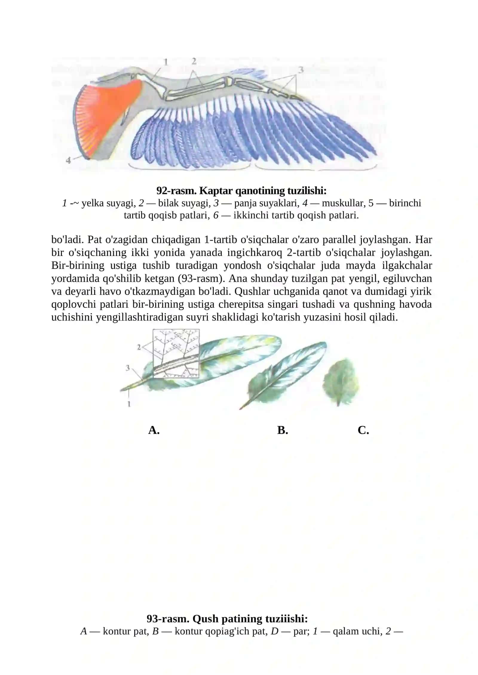 QUSHLAR SINFI 2
