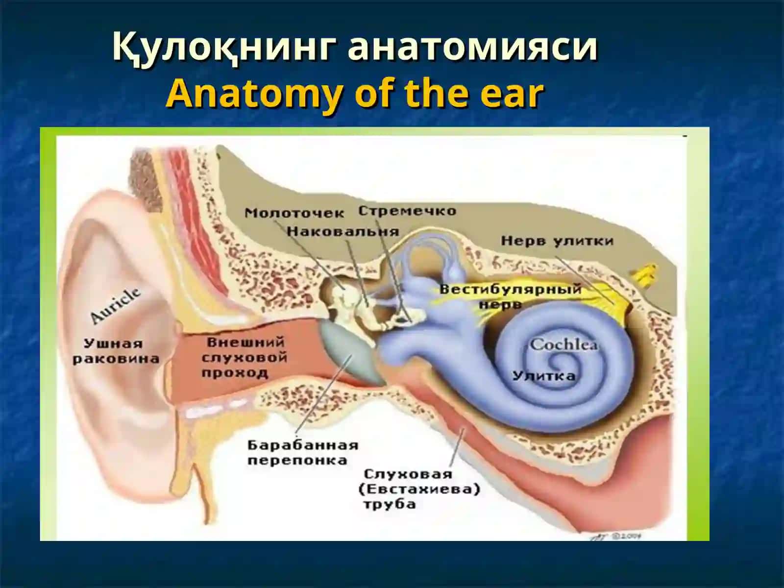 OTOGENIC INTRACRANIAL COMPLICATIONS. NONSUPPURATIVE EAR INFECTIONS. CHRONIC CATARRH OF THE MIDDLE EAR. SENSORINEURAL HEARING LOSS. OTOSCLEROSIS. MENIERE'S DISEASE 2