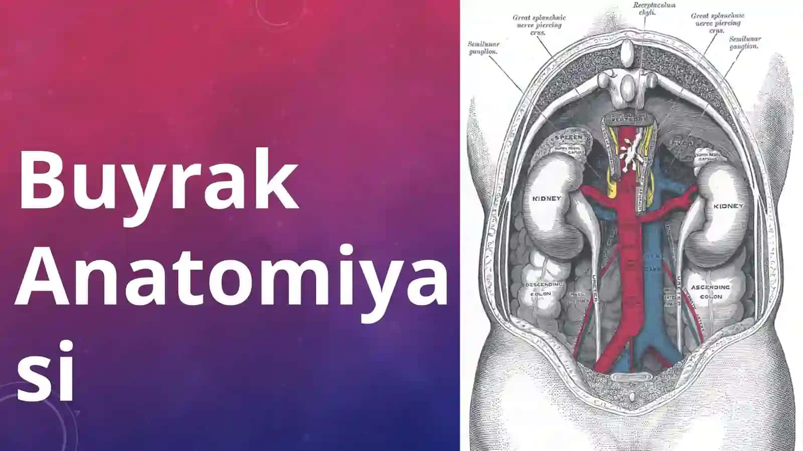 Buyrak anatomiyasi 2