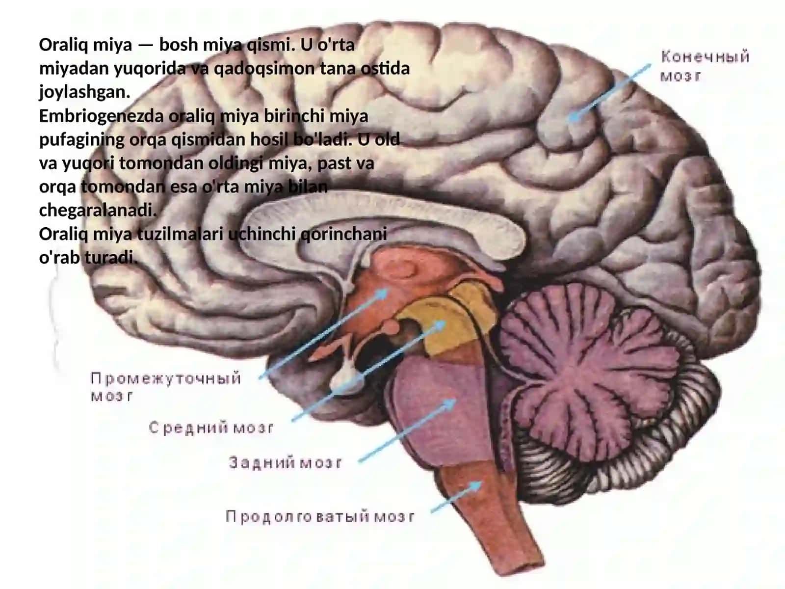Oraliq miya anatomiyasi va vazifalari 2