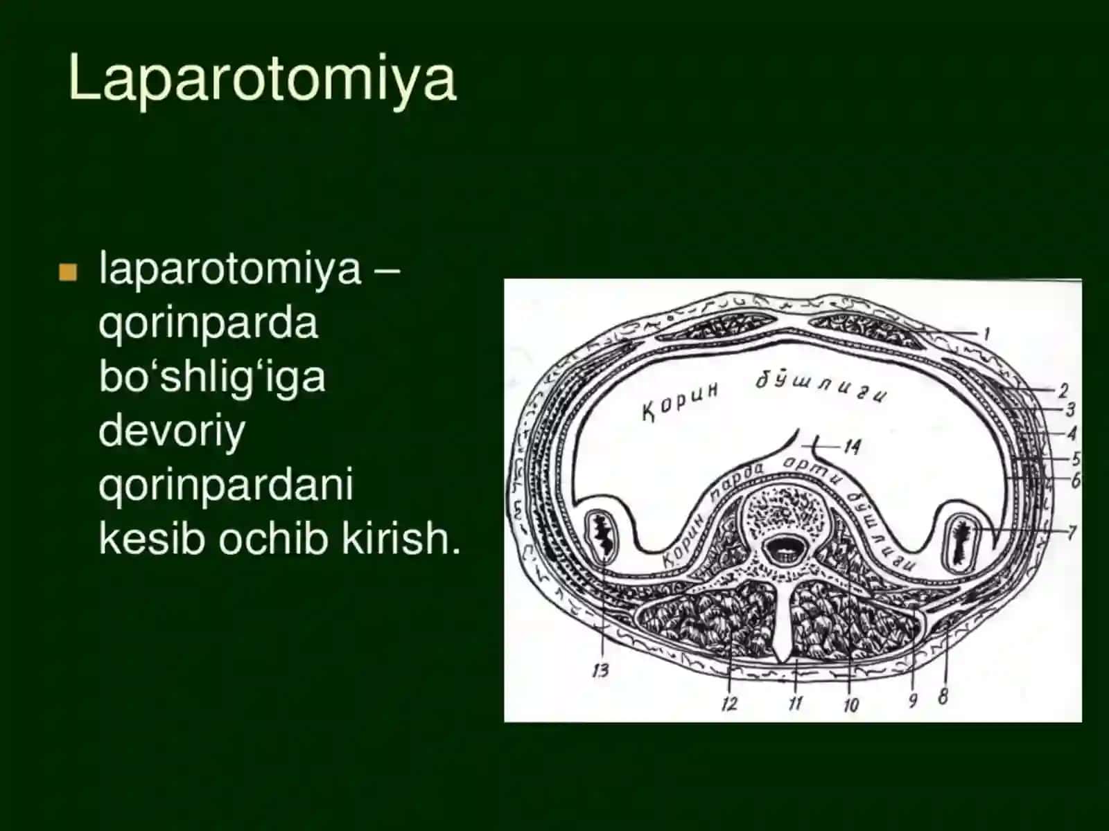 Laparotomiya,oshqozon,o’n ikki barmoqli ichak,jigar,oshqozonosti bezi klinikanatomiyasi va ularda oʼtkaziladigan operatsiyalar va qoʼyiladigan choklar 2