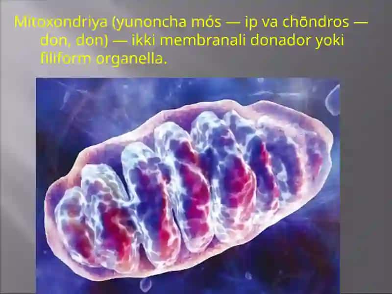Mitoxondriya 2