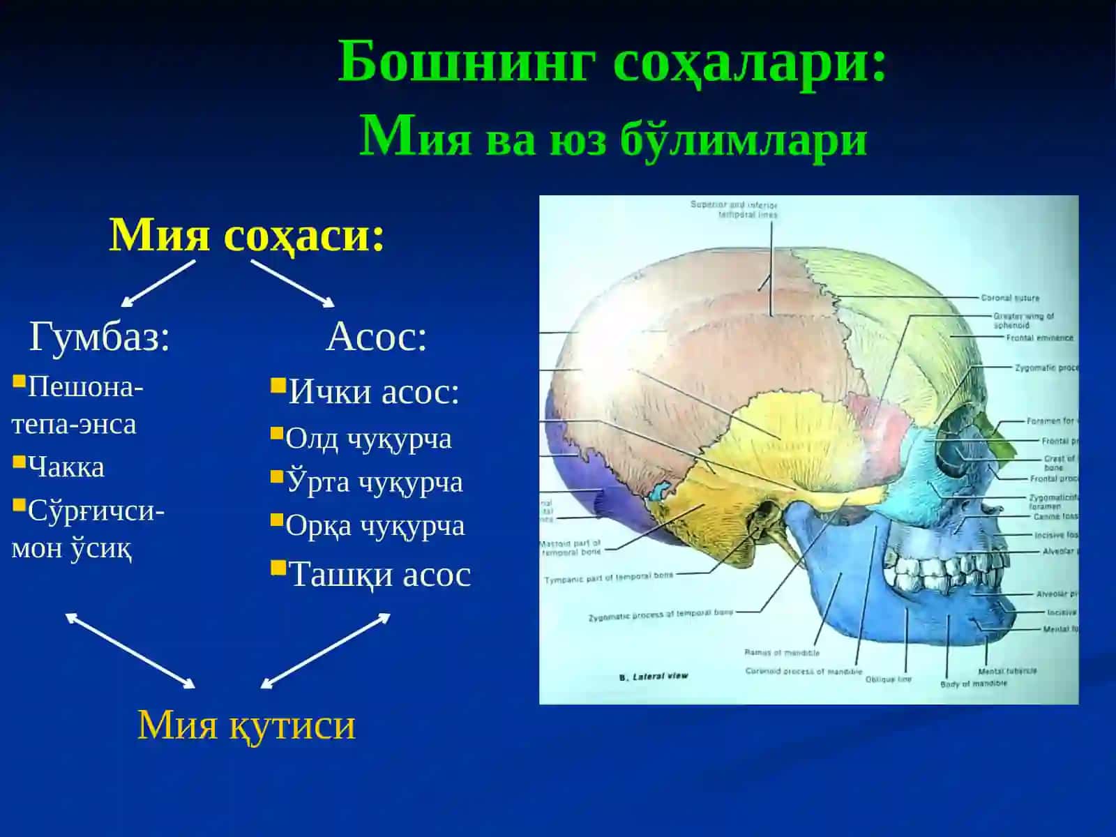 БОШНИНГ КЛИНИК АНАТОМИЯСИ 2