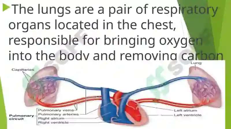 Pulmonary System 2