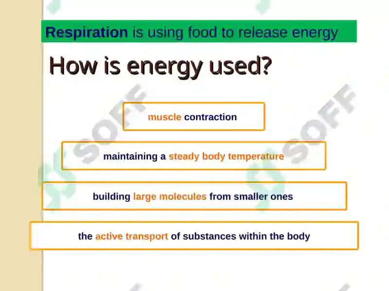 Respiration 2