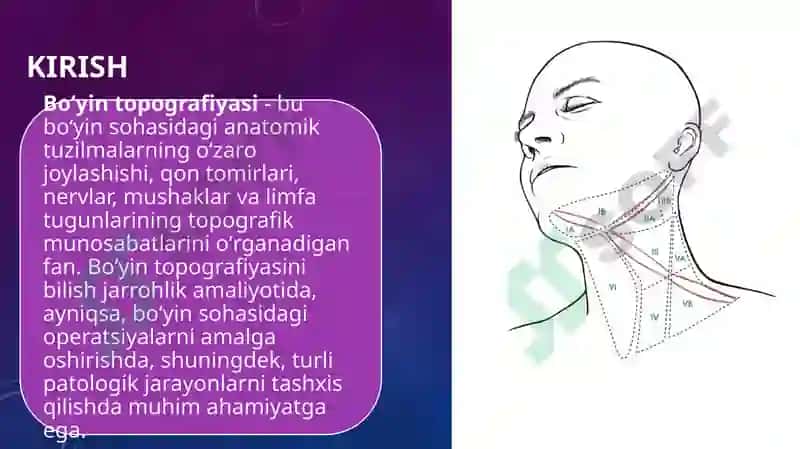 bo'yin topografiyasi 2