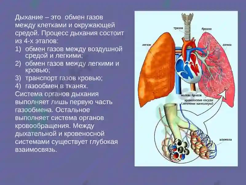 Rus tili fanidan mustaqil ish. nafas olish sistemasiga 2