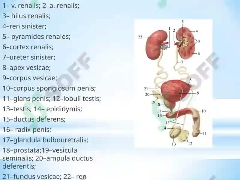 Nefropatiya 2