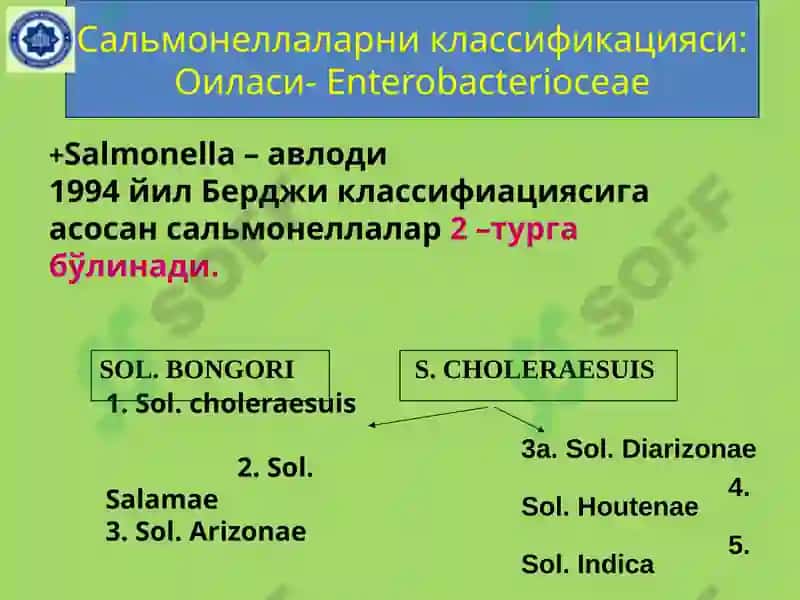 Salmonella classification 2