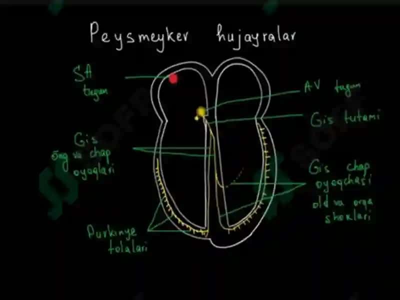 Nafastizimining yosh hususiyatlari va gigiyena 2