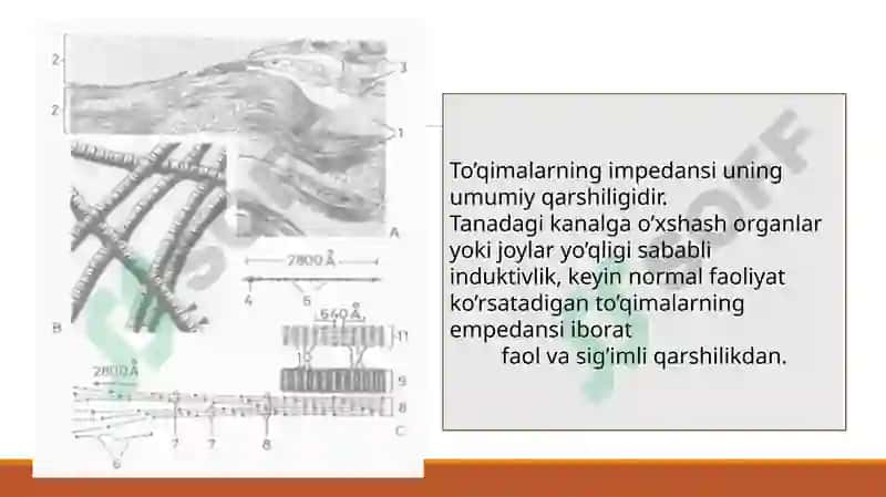 Organizmtoʻqimalarining elekttokiga impedansi 2