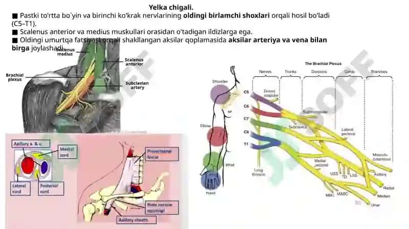 Yelka chigali. 2