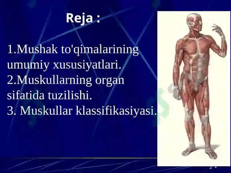 Muskullar sistemasiga umumiy tushuncha. Muskullar sistemasi klassifikatsiyasi, tuzilishi 2