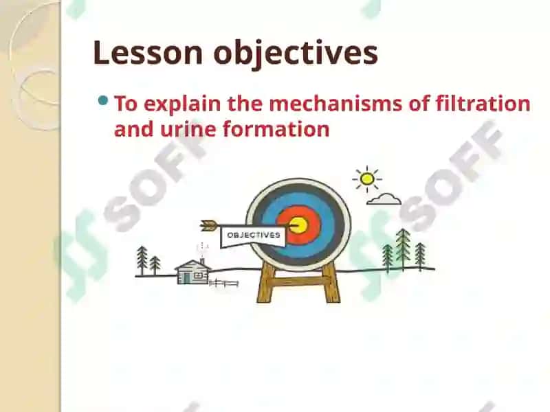 Urinary system 2