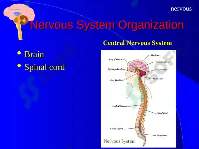 The Nervous System 2