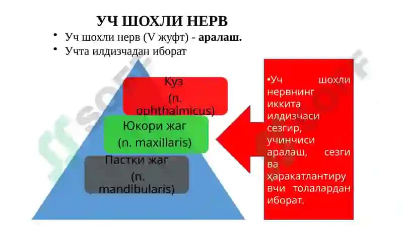 Учшохли нерв 2