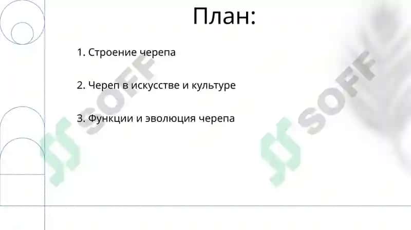 Череп 2