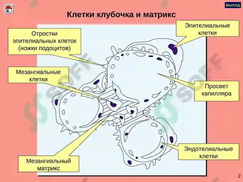ГЛОМЕРУЛОНЕФРИТ 2