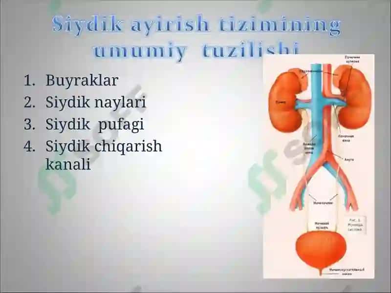 Buyraklar 2