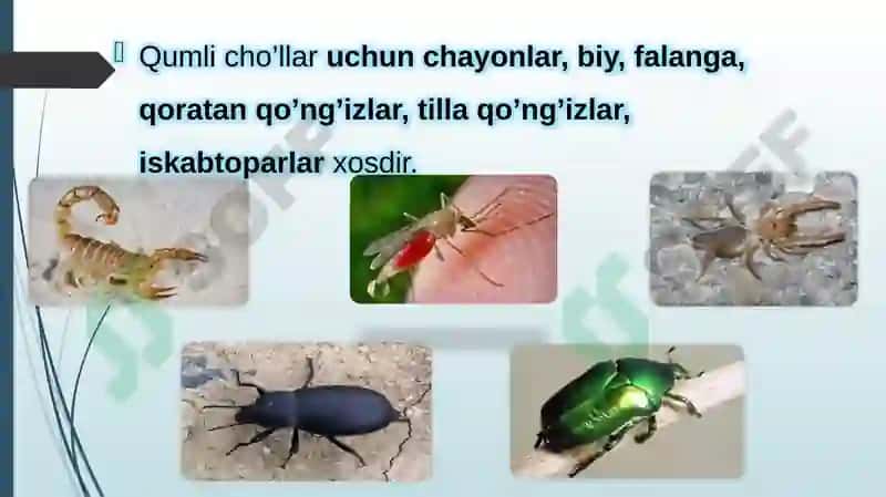 Cho’l ekotizmlari umurtqasiz hayvonot olami asosiy vakillarining ichki va tashqi tuzilishi, tuzilish 2