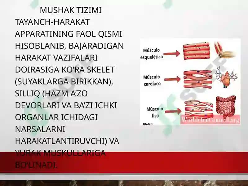 Bolalarda mushak tizimi 2
