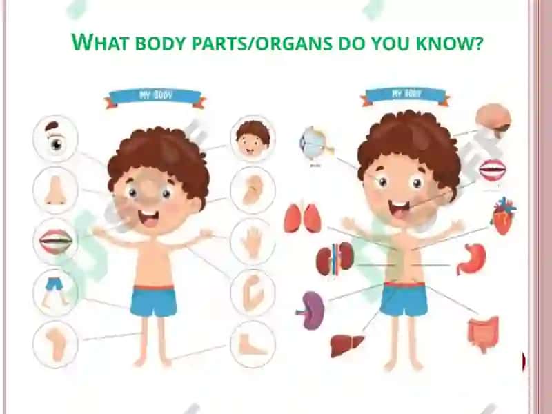 Human Body 2