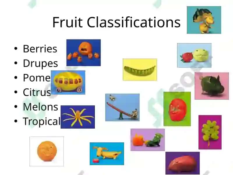 Fruit Classifications 2