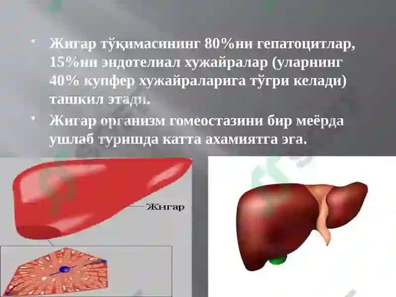 Жигар организмга қатнашган асосий жараёнлар 2