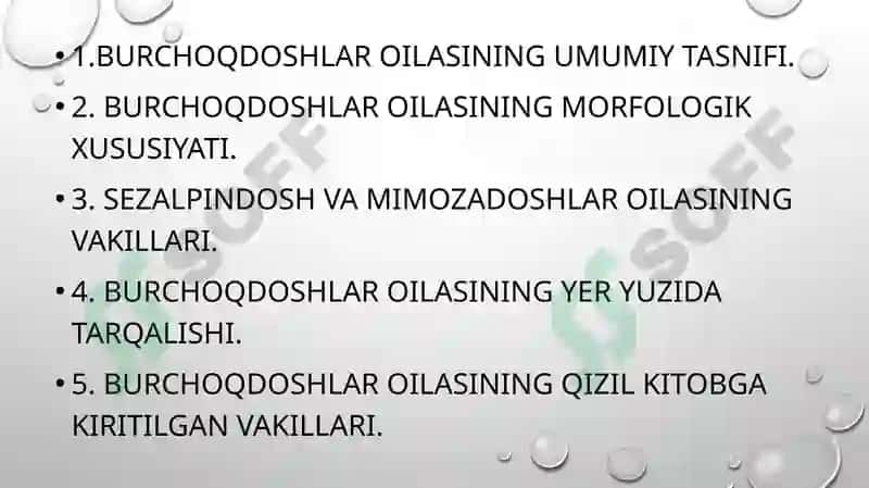 Burchoqdoshlar oilasi 2
