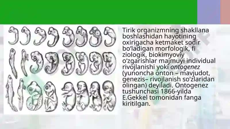 Ontogenez 2