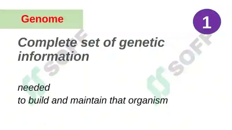 GeneticTerms 2
