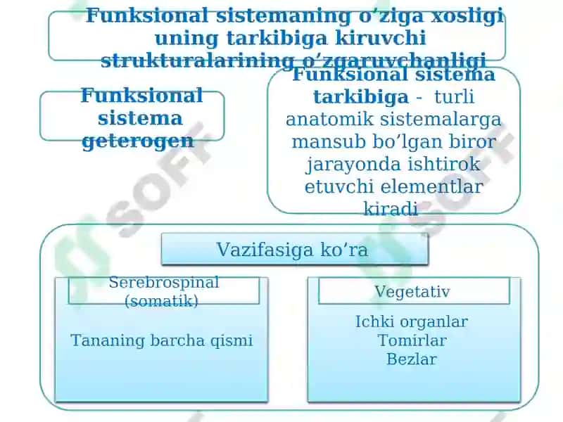 Funksional nerv sistema 2