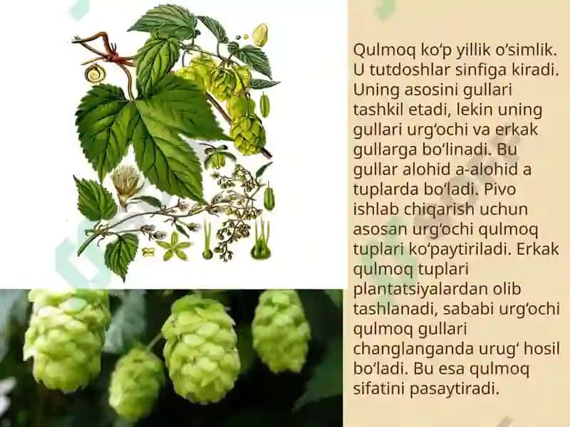 Qulmoq 2