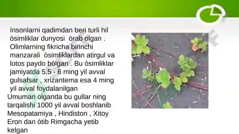 Manzarali va gulli o`simliklarni vegetativ usulda ko`paytirish 2