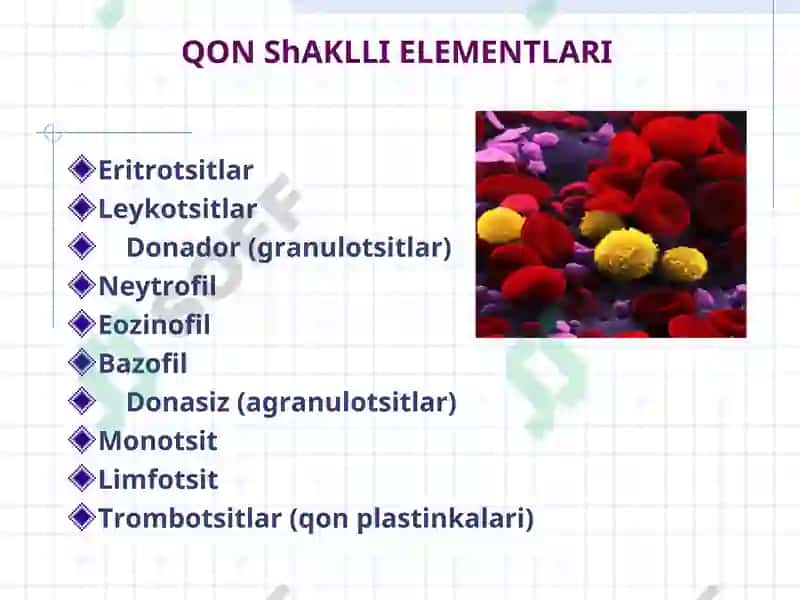 QON. QON ЯRATILISHI 2