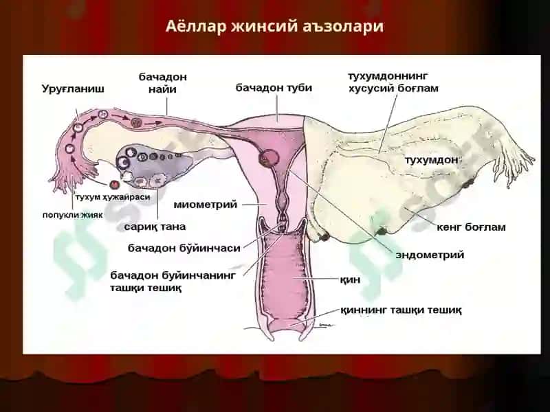 Аёллар жинсий тизими.Одам эмбриологиясининг асослари 2