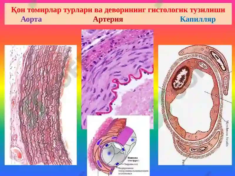 Қон томирлар патологияси. Томир аномалиялари. Гипертензия. Атеросклероз. Аневризмалар. Юрак патологияси Туғма юрак пороклари. ЮИК 2