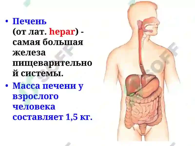 Строение и функции печени 2