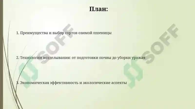Озимая пшеница 2