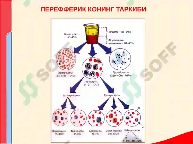 КОН ТИЗИМИ КАСАЛЛИКЛАРИ БИЛАН КАСАЛЛАНГАН БЕМОРЛАРНИ ТЕКШИРИШ. АСОСИЙ КЛИНИК СИМПТОМЛАР 2