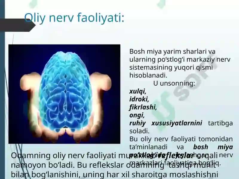 Oliy nerv faoliyati 2