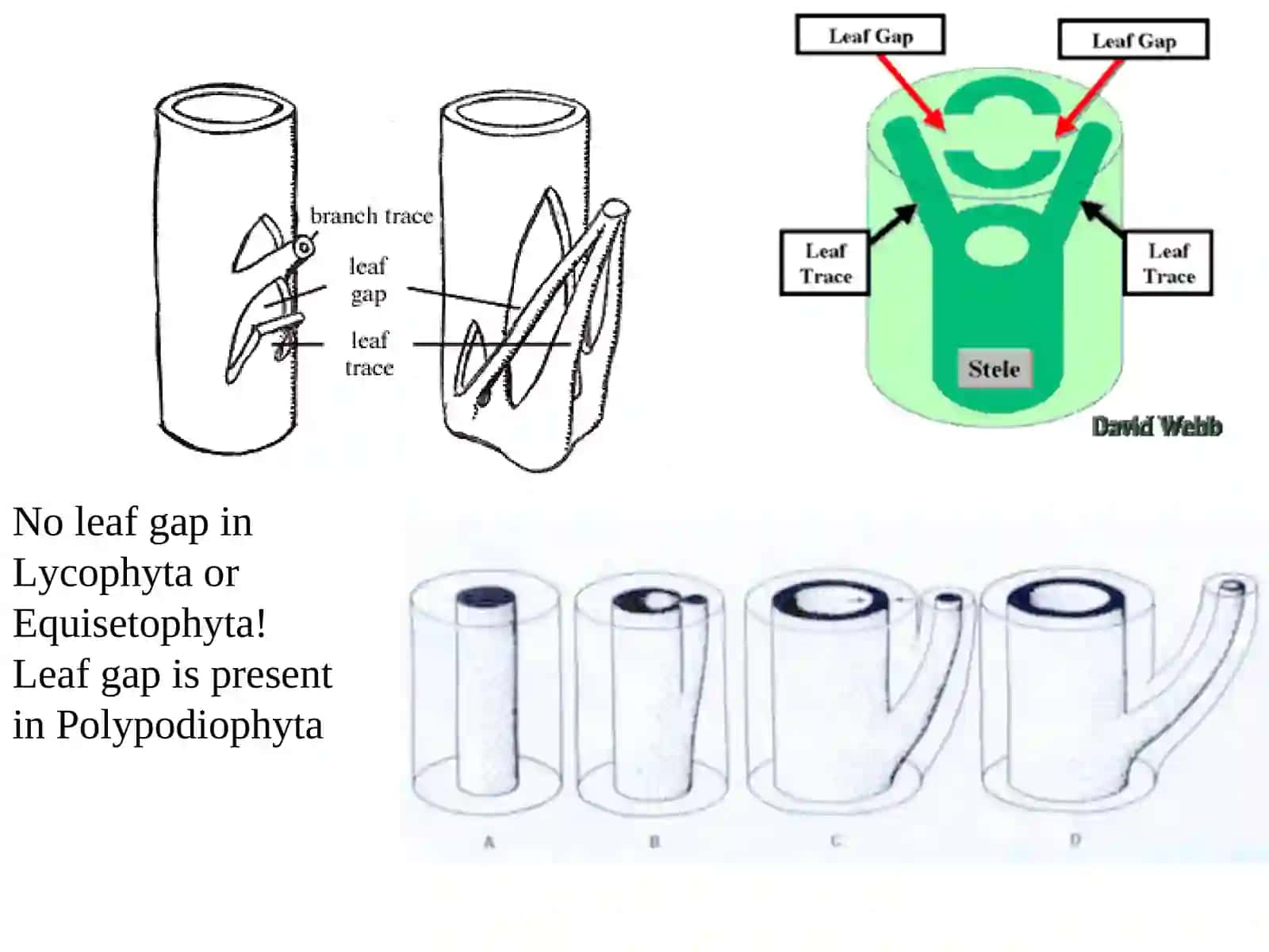 Lycophyta 2