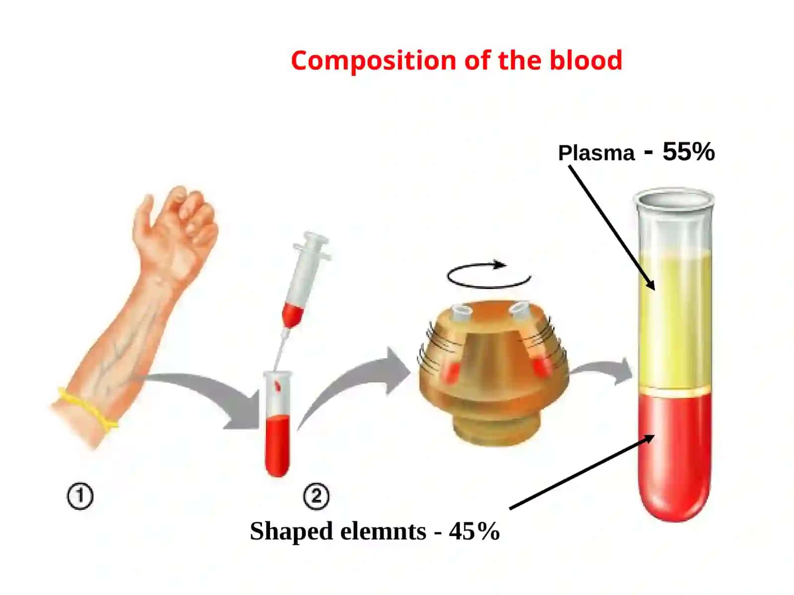 hemocitopoesis 2