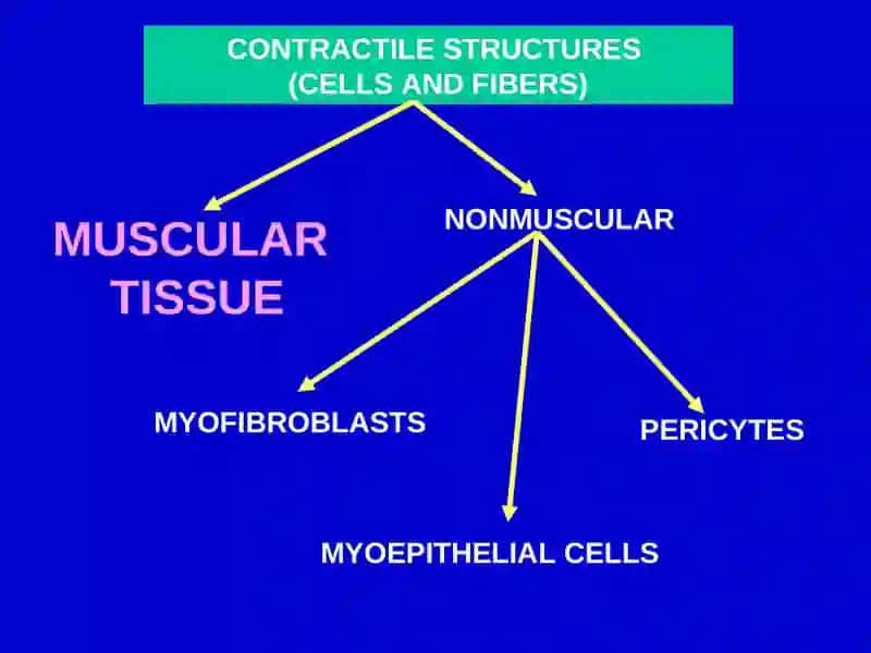 Muscular Tissue Classification 2
