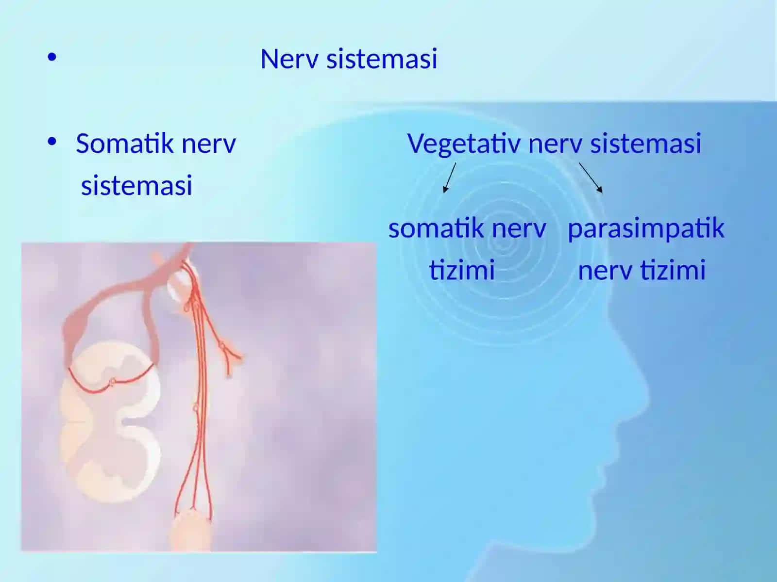 Vegetativ nerv sistemasi 2