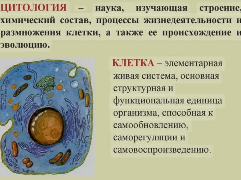 Ситология 2